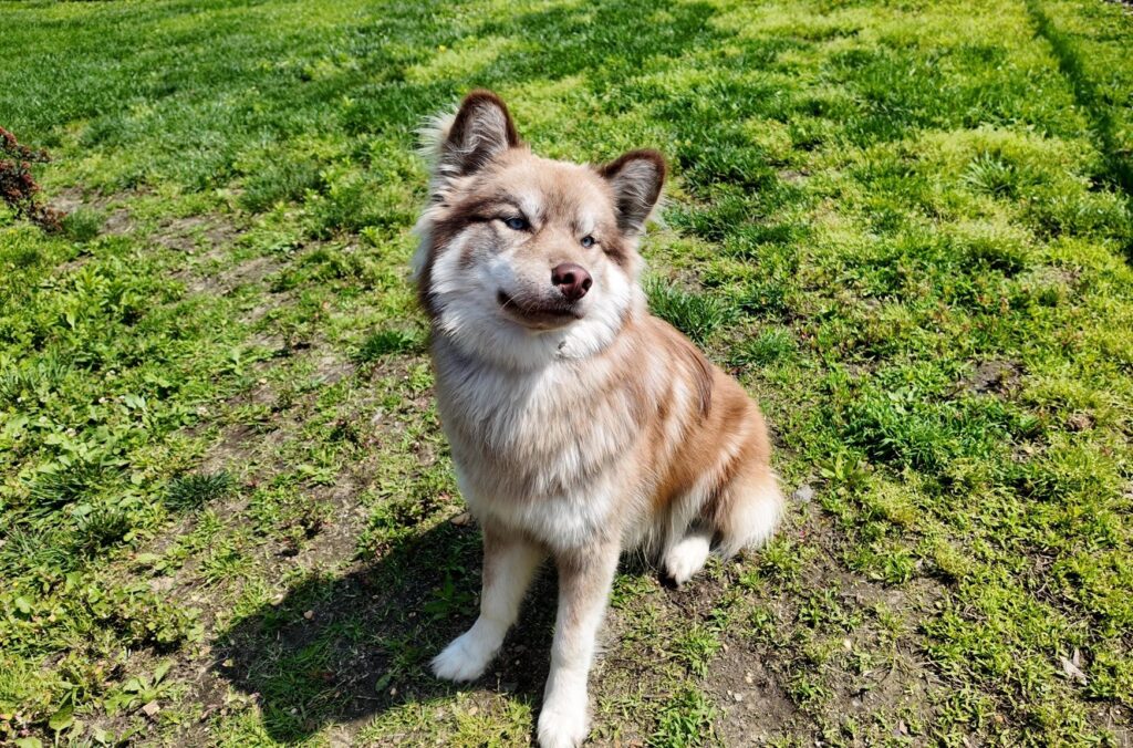A dog is seen in a grassy field