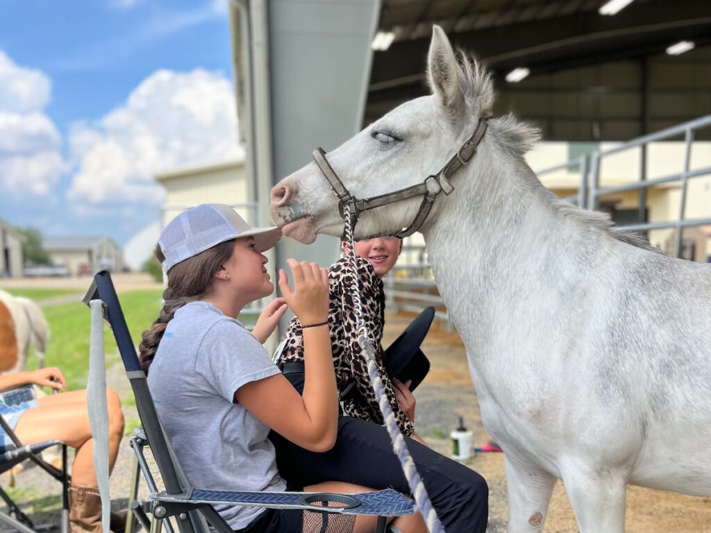 The horse Whiskey being pet by a child