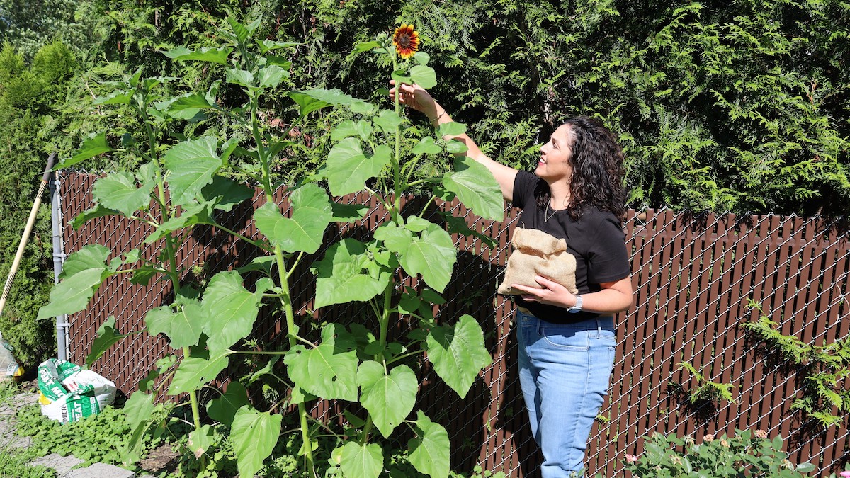 Jayme Strasburger places sunflowers at her home