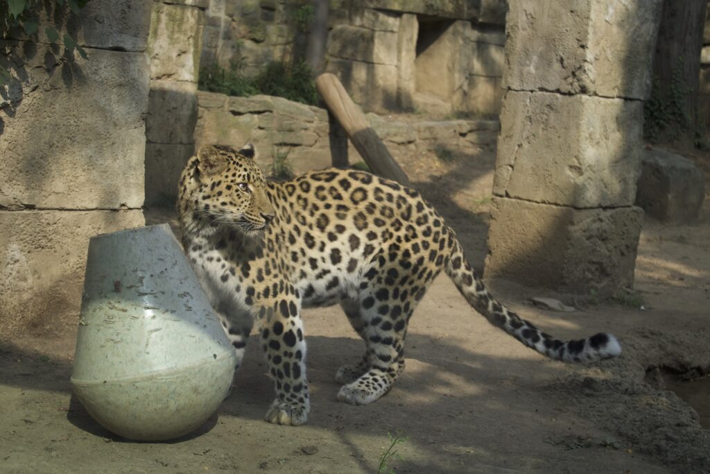 rafferty-leopard-bp-080825 Rafferty, the zoo's new 8-year-old female leopard