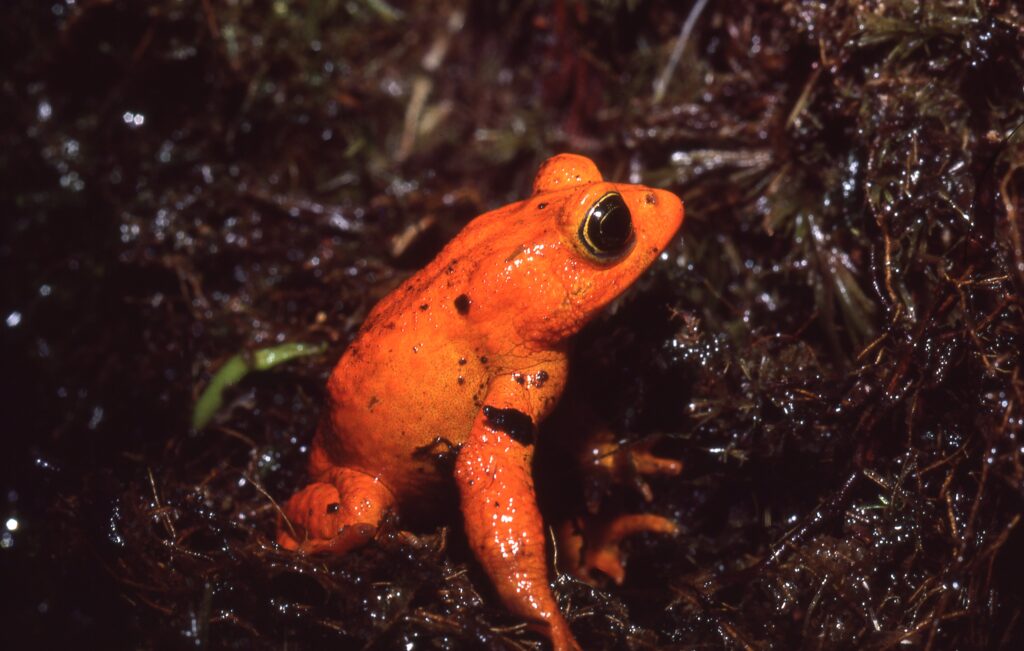 01 Golden Toad 1 (Martha Crump) The brilliantly colored golden toad — found only in the Monteverde Cloud Forest Preserve in the Tilarán Mountains of Costa Rica — was last spotted in 1989 and then never seen again. (Martha Crump)