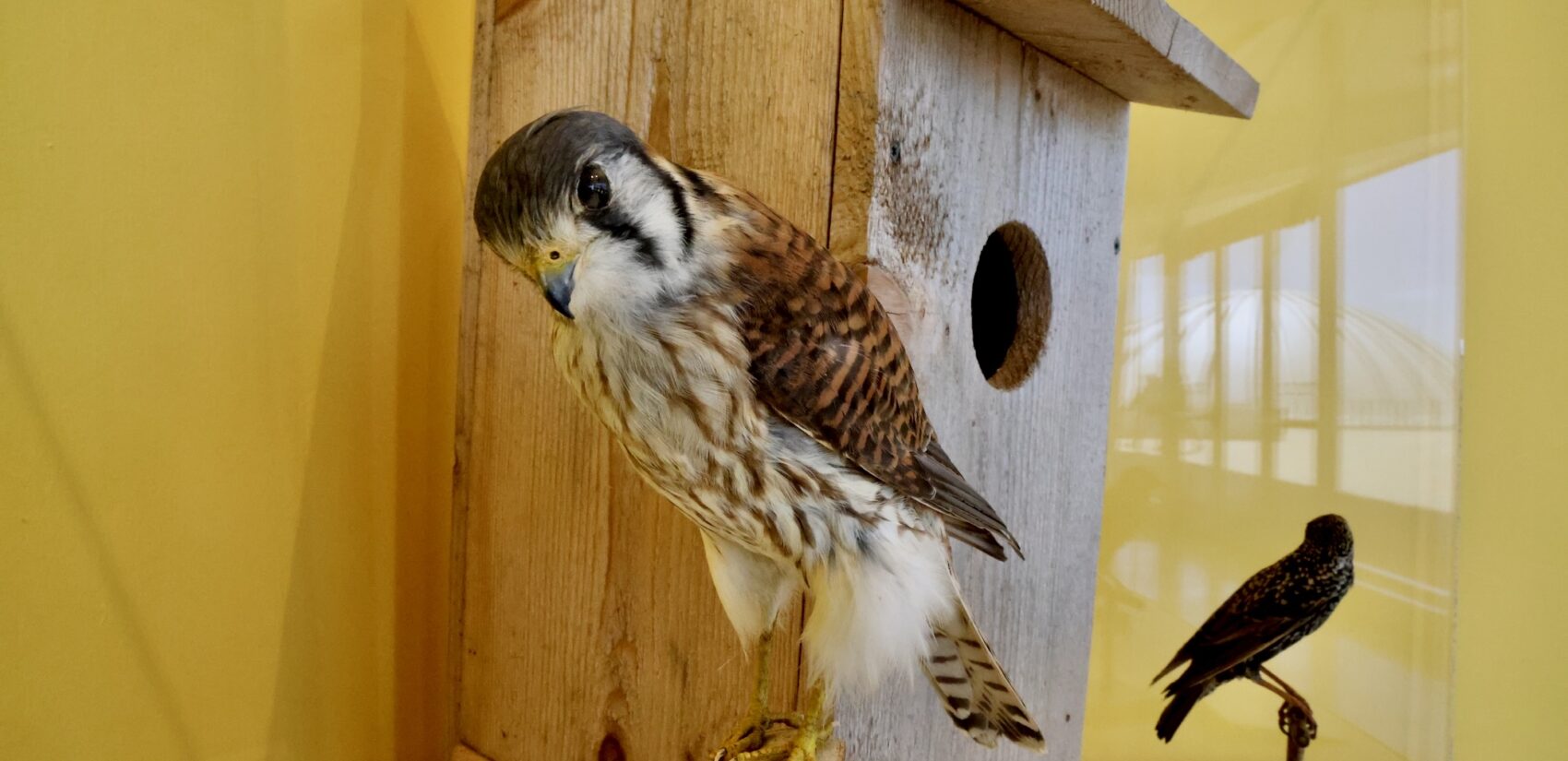 A bird and a birdhouse in the exhibit