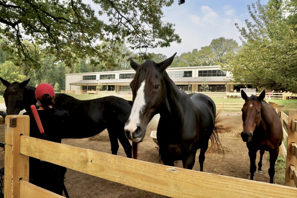 2025 09 24-e lee-philadelphia fairmount park chamounix stables-new arena horse closeup Several horses near the fence of a penned-in area