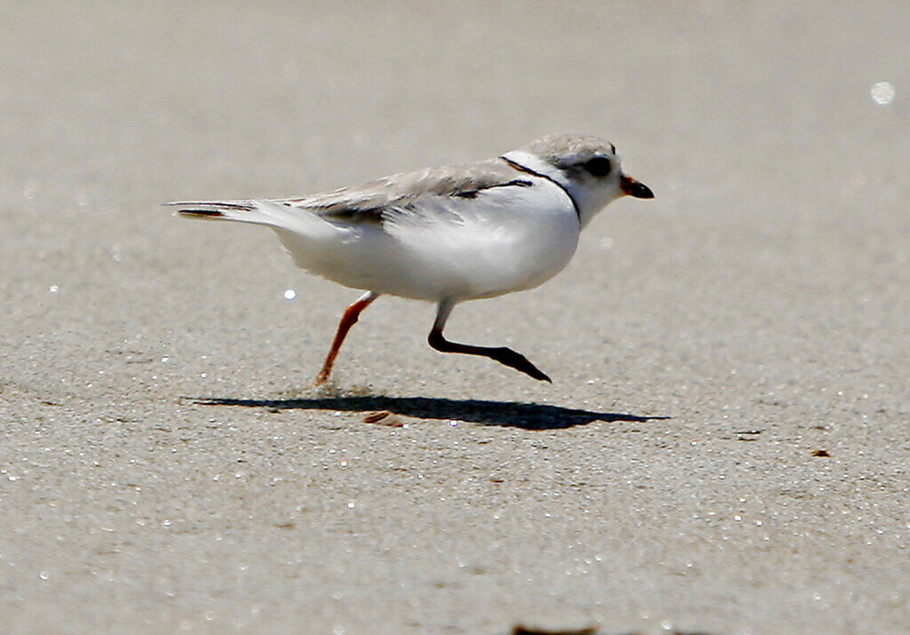 Piping Plover Maine A piping plover runs across the beach