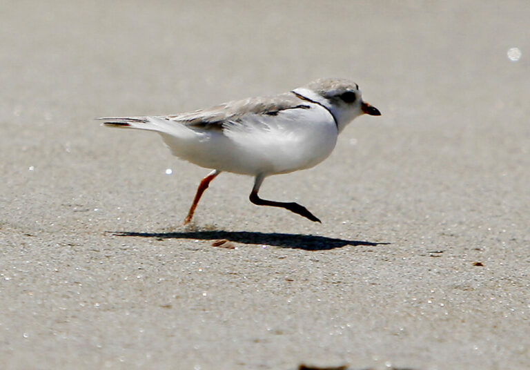 A piping plover runs across the beach