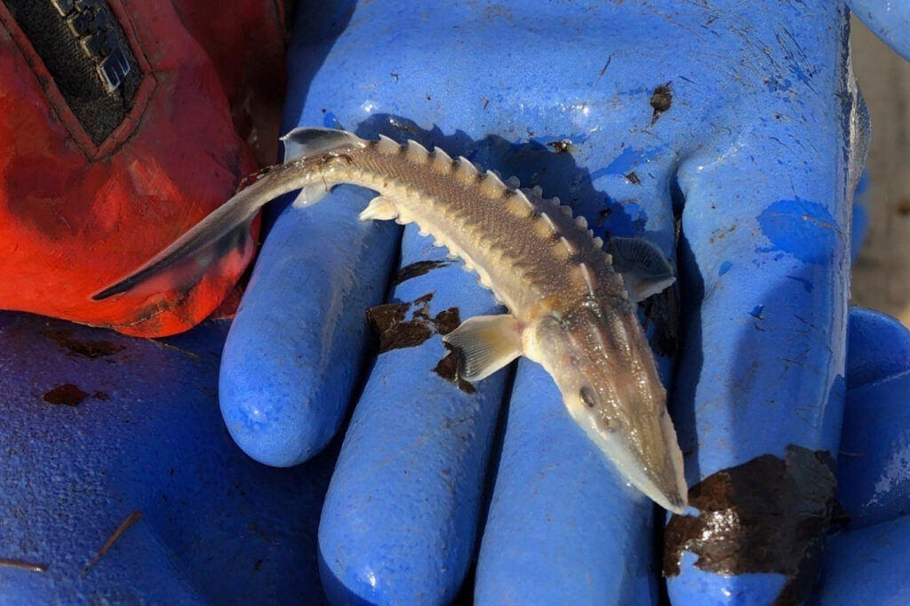 atlantic-sturgeon-baby-file-ap a baby Atlantic sturgeon