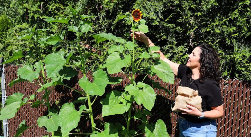 A woman uses soil remains of her mother to grow sunflowers