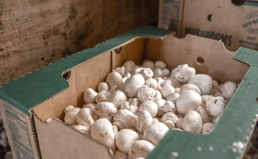 mushroom-festival-file a box of white mushrooms