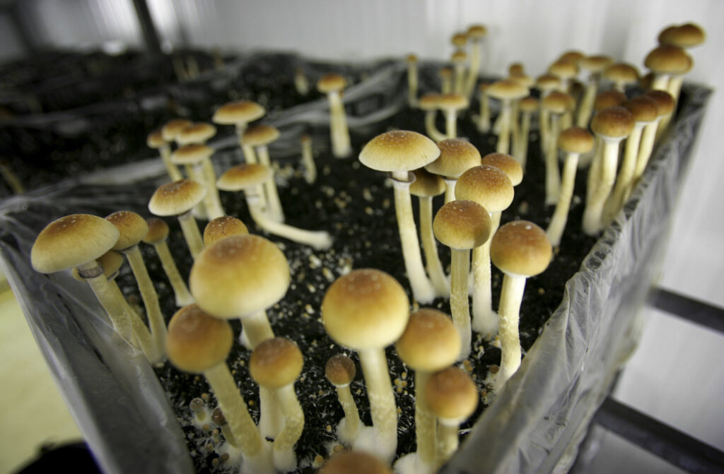 Psychedelic Mushrooms Ballot Measure Psilocybin mushrooms are seen in a grow room