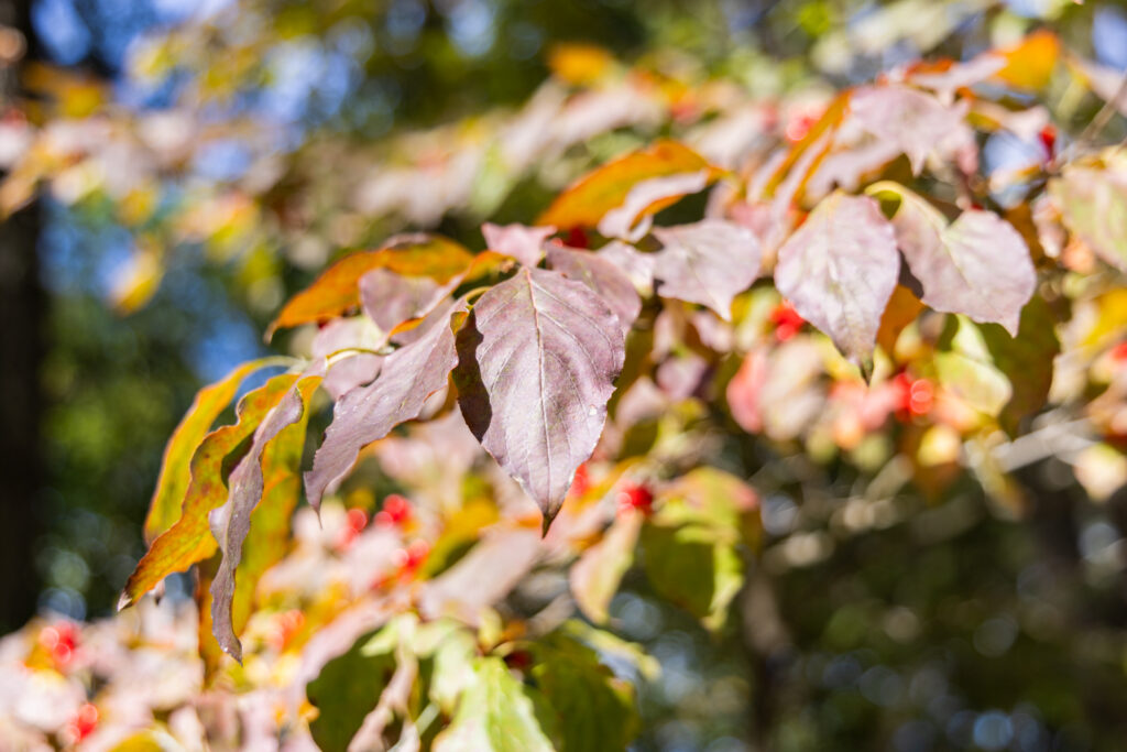 10 02 2025 k paynter early fall foliage-4 A flowering dogwood’s leaves turning in early October of 2025 at the Pennypack Ecological Trust Preserve in Montgomery County, Pa.