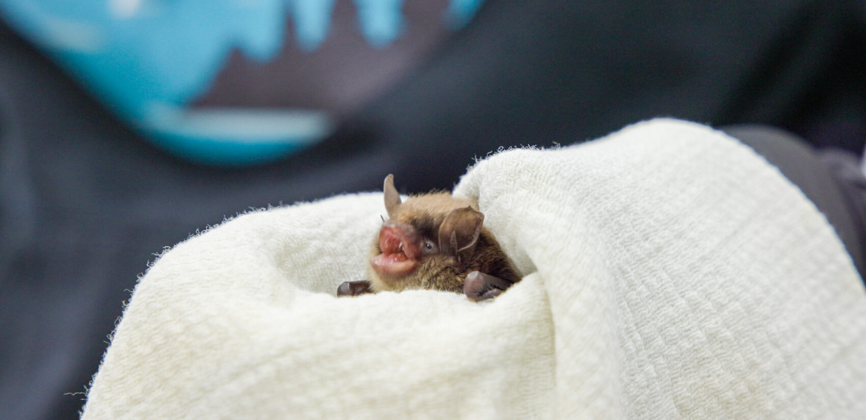 Chatterbox, a little brown bat, is held