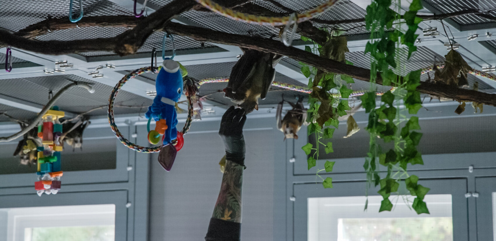 Stephanie Stronsick feeds red grapes to the African straw-colored fruit bats at the Pennsylvania Bat Conservation and Rehabilitation