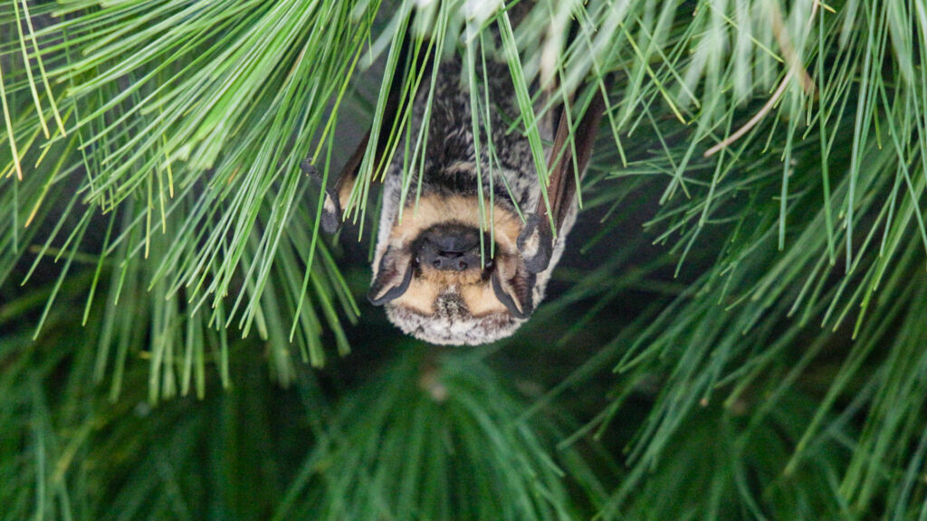 10 21 2025 k paynter unamed hoary bat pennsylvania bats A hoary bat hides in the pine inside its enclosure at the Pennsylvania Bat Conservation and Rehabilitation
