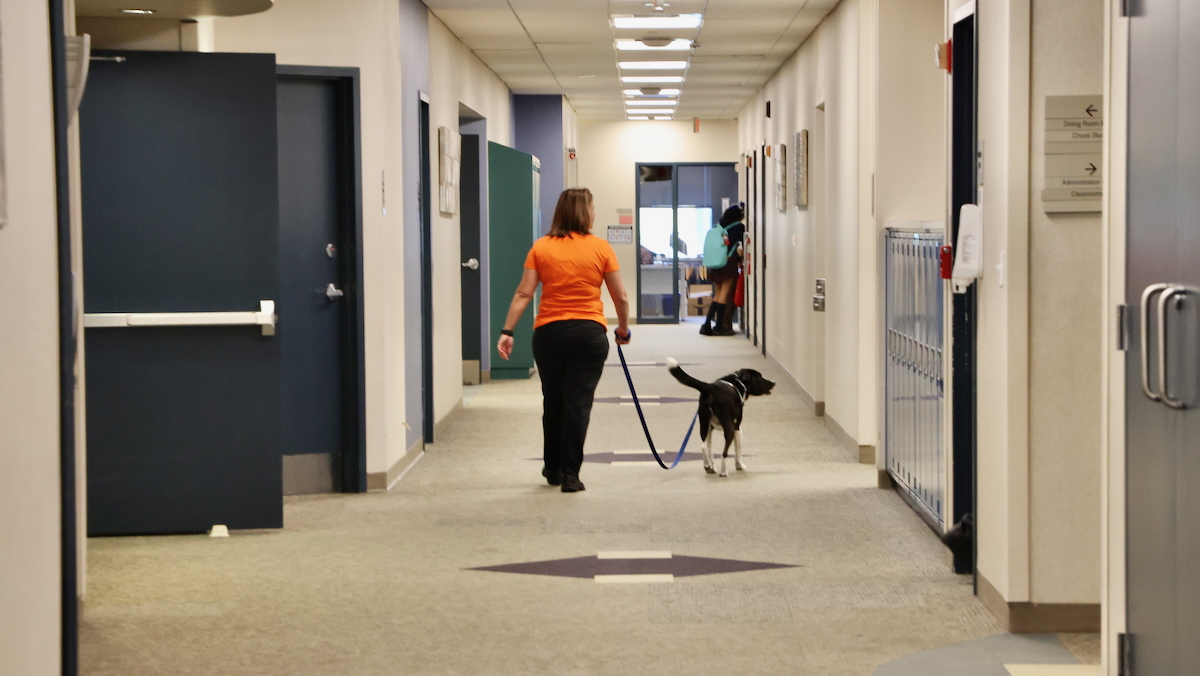 Melissa Quarracino walks with a String Theory School therapy dog