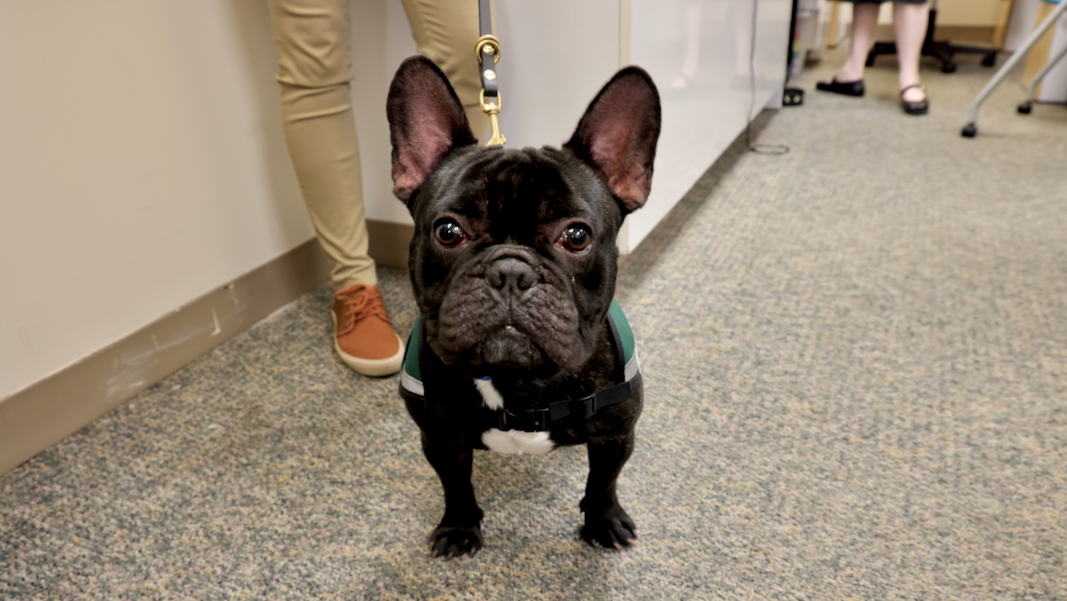 Maverick the French bulldog looks into the camera