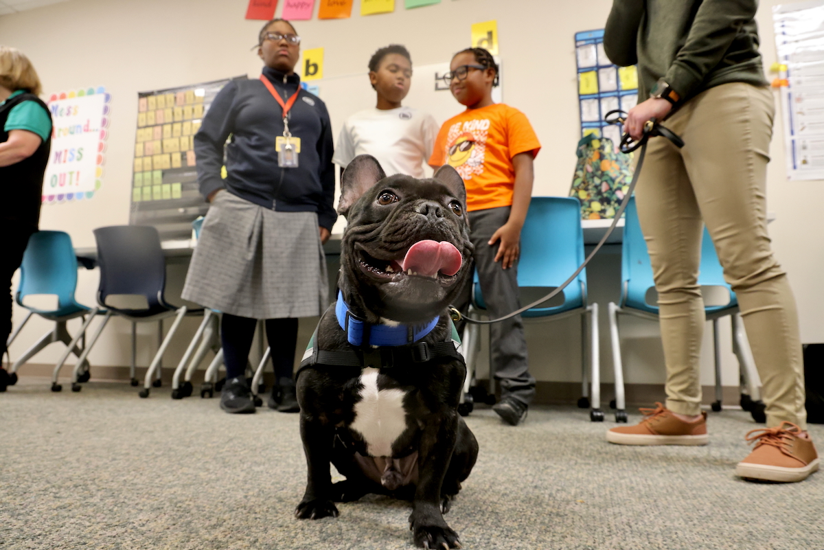 Maverick, a String Theory School therapy dog, smiles