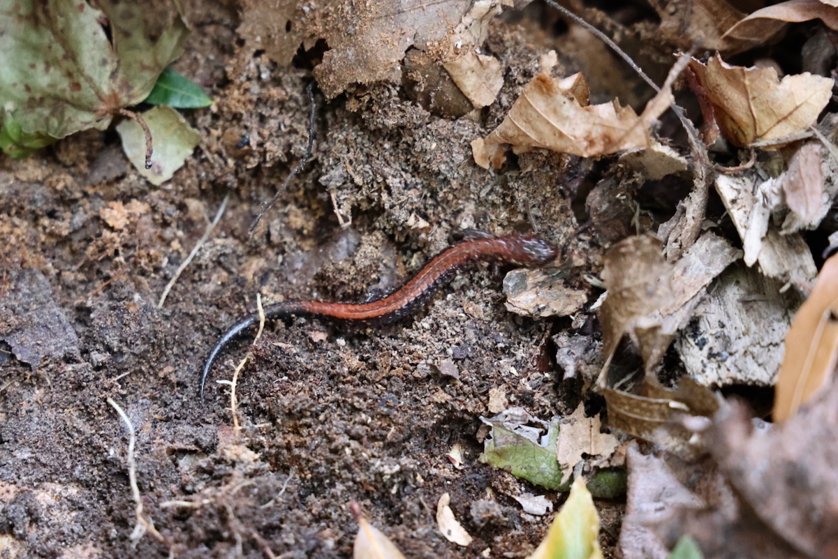 Salamander out in nature
