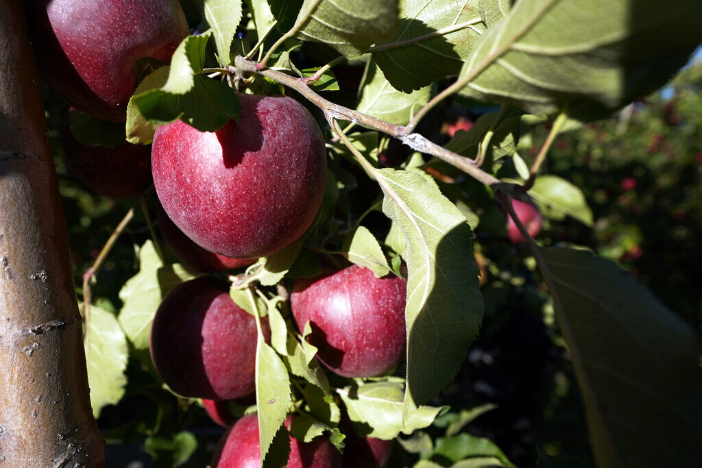 Apples hang from a tree
