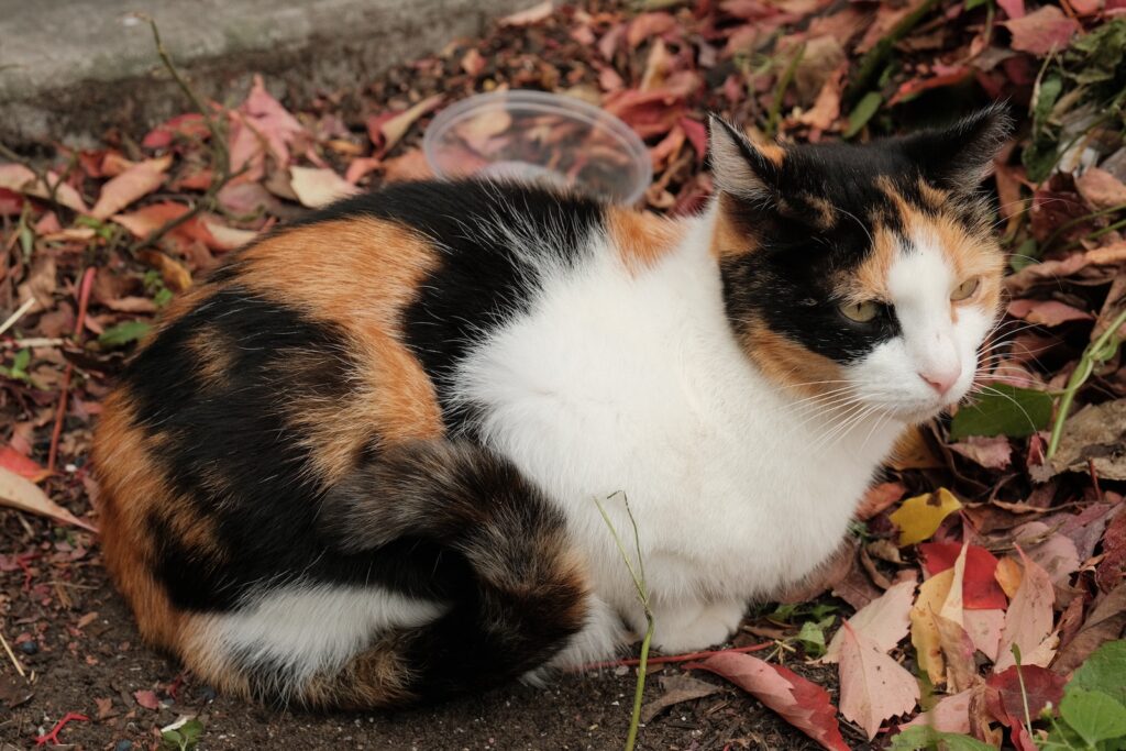 Honey the cat is seen outside by ACCT Philly