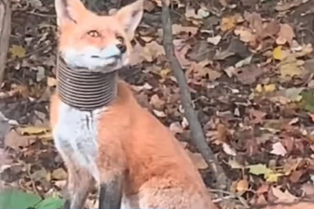 broomall-fox-6abc-102225 A fox has been spotted in Broomall