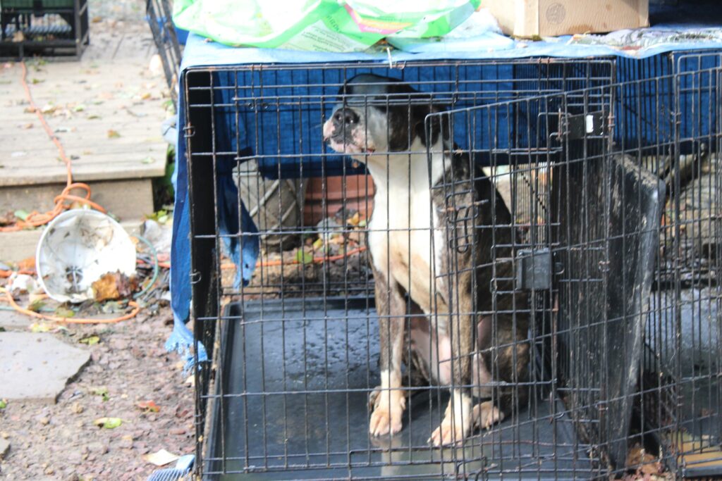 del-animal-rescue-2025-10-21-08 A dog sitting in a crate in the yard