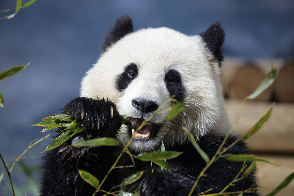panda Panda Bao Li eats bamboo at the Smithsonian National Zoo in Washington, D.C.