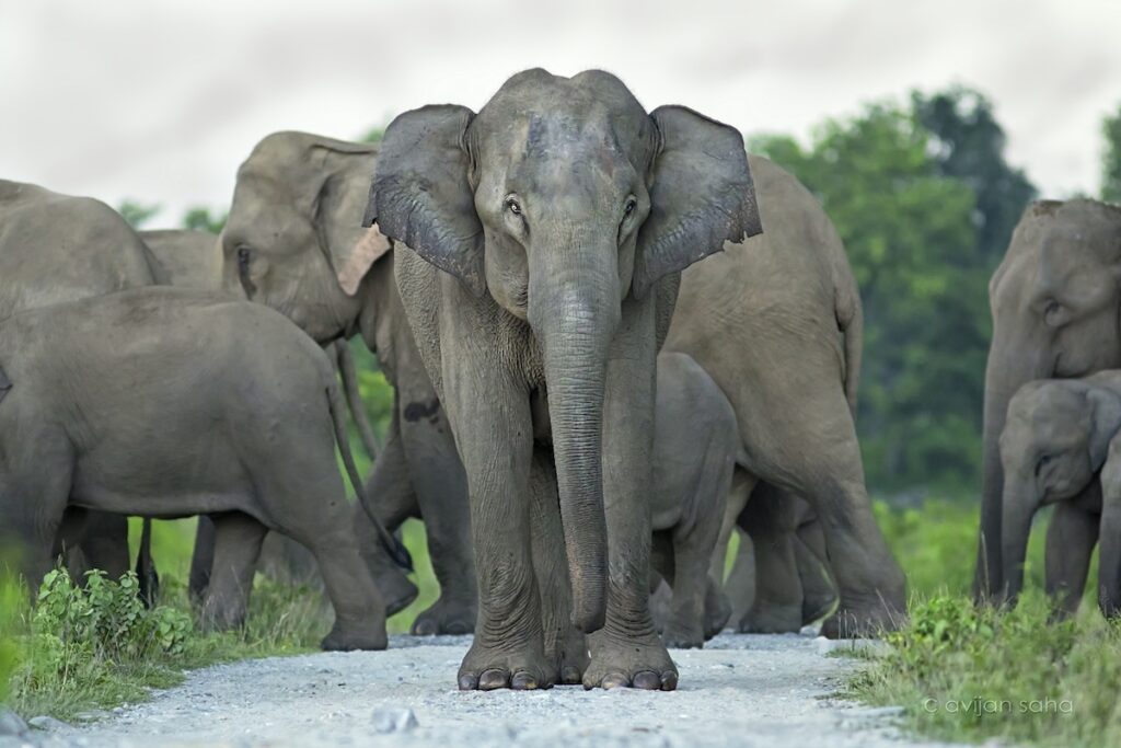 z -A matriarch blocked the forest road inside the reserve forest of Kolabari In India, the human-elephant conflict is a growing phenomenon of dangerous interactions between humans and wild Asian elephants. The conflict is driven by habitat loss and human expansion. (Courtesy of Kim Frank)