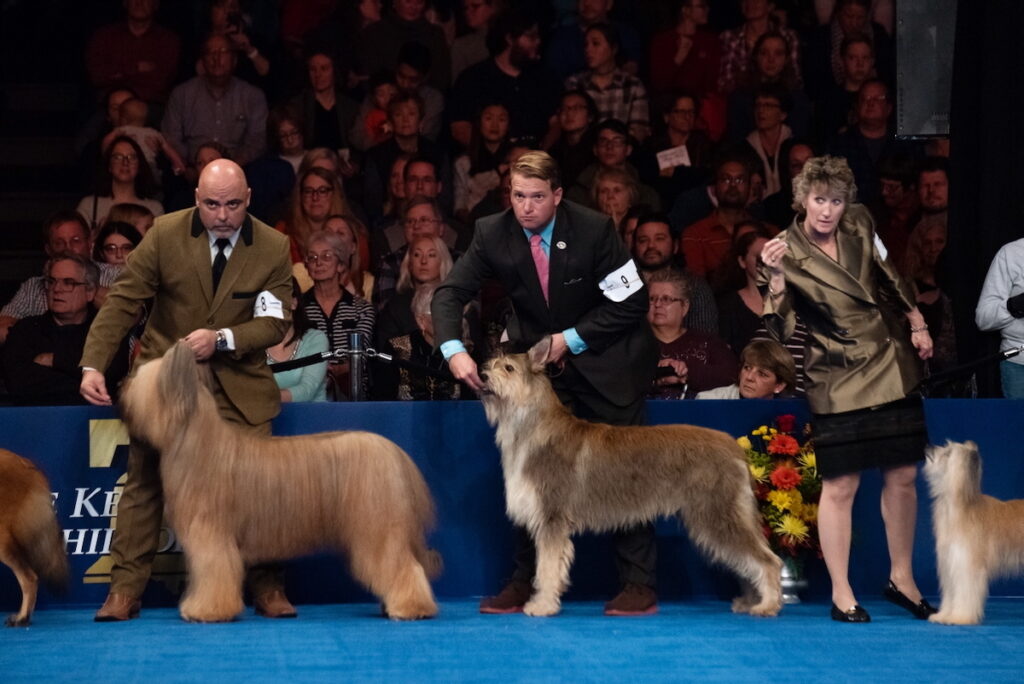 2018 11 17-k bethel-oaks pa-national dog show handlers listen Dog show handlers sitting on stage with their dogs at national dog show