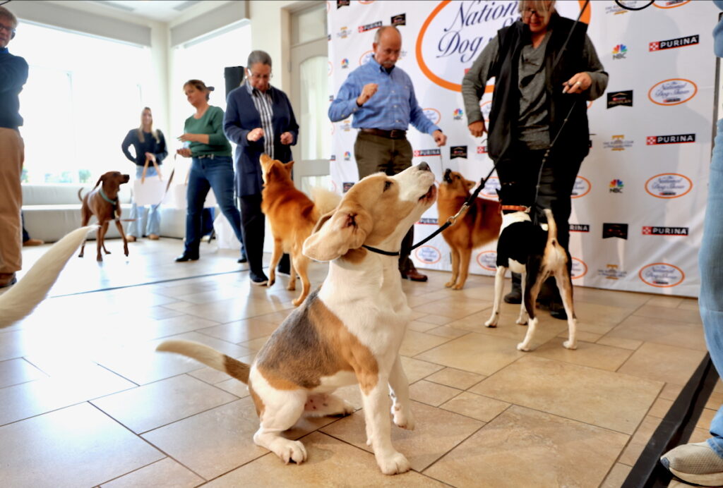 Wilbur, a beagle, barking among other dogs