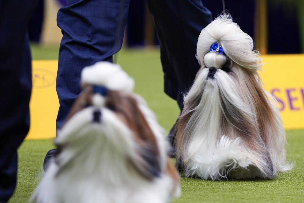 Comet, a Shih Tzu, right, competes in breed group judging at the 148th Westminster Kennel Club Dog show
