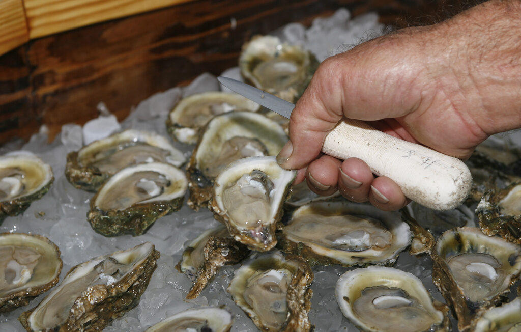 oysters are displayed in Apalachicola, Florida