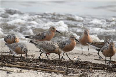 red-knots-delaware-bay Red knot birds walk on the beach
