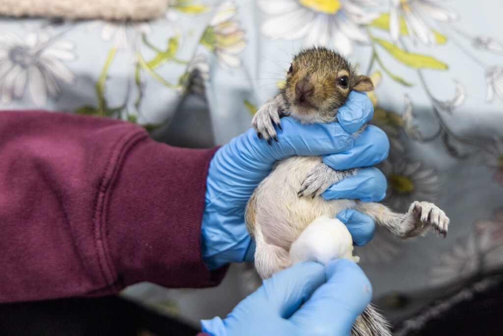 11 14 2025 k paynter 1200x schuylkill wildlife rehab-4 A doctor holds a newborn squirrel