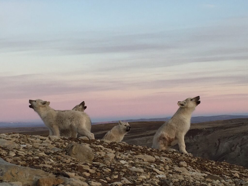 Arctic-wolf-cubs-howling While writer Neil Shea explored the Arctic, he came across Arctic wolves, also known as white wolves. (Neil Shea)