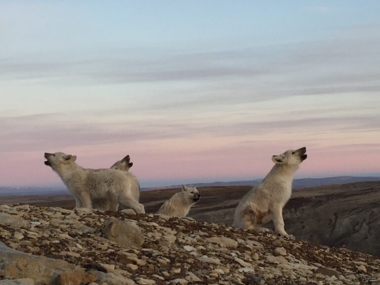 While writer Neil Shea explored the Arctic, he came across Arctic wolves, also known as white wolves. (Neil Shea)