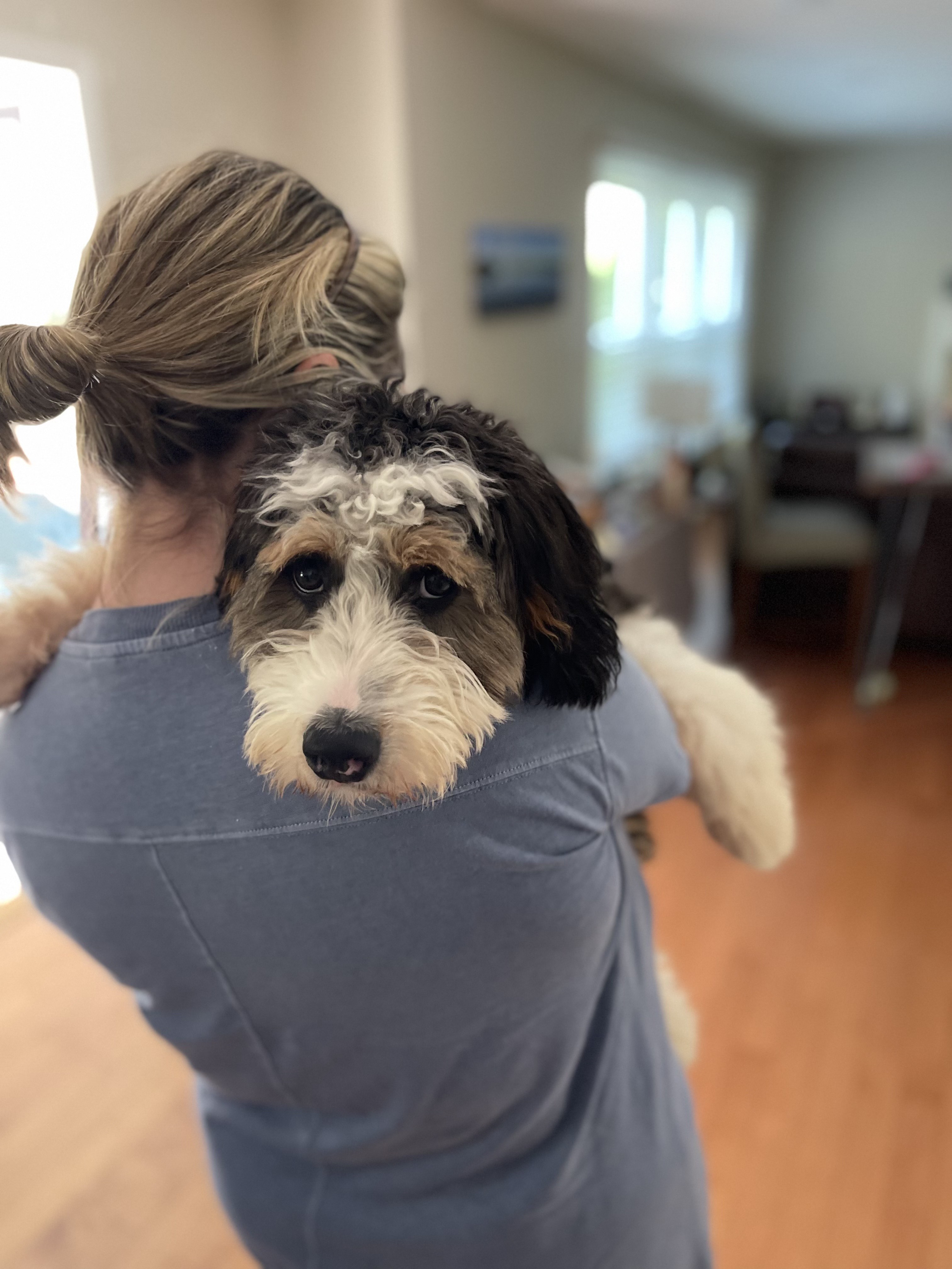 Photo of Lenny. At the time he went missing the tri-color Bernedoodle was two years old. Photo provided by Austell family.