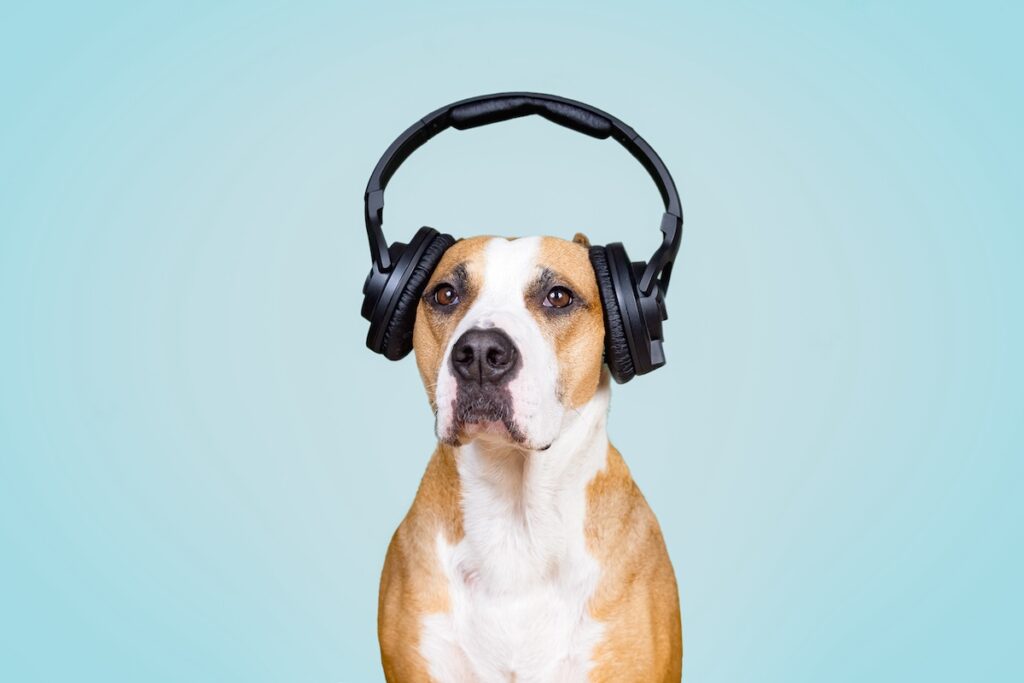 Dog In Noise Cancelling Headphones, Blue Isolated Background. The Concept Of Pets Being Afraid Of Lo Dog in noise cancelling headphones. (Photoboyko/Bigstock)