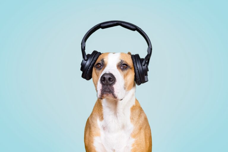 Dog in noise cancelling headphones. (Photoboyko/Bigstock)