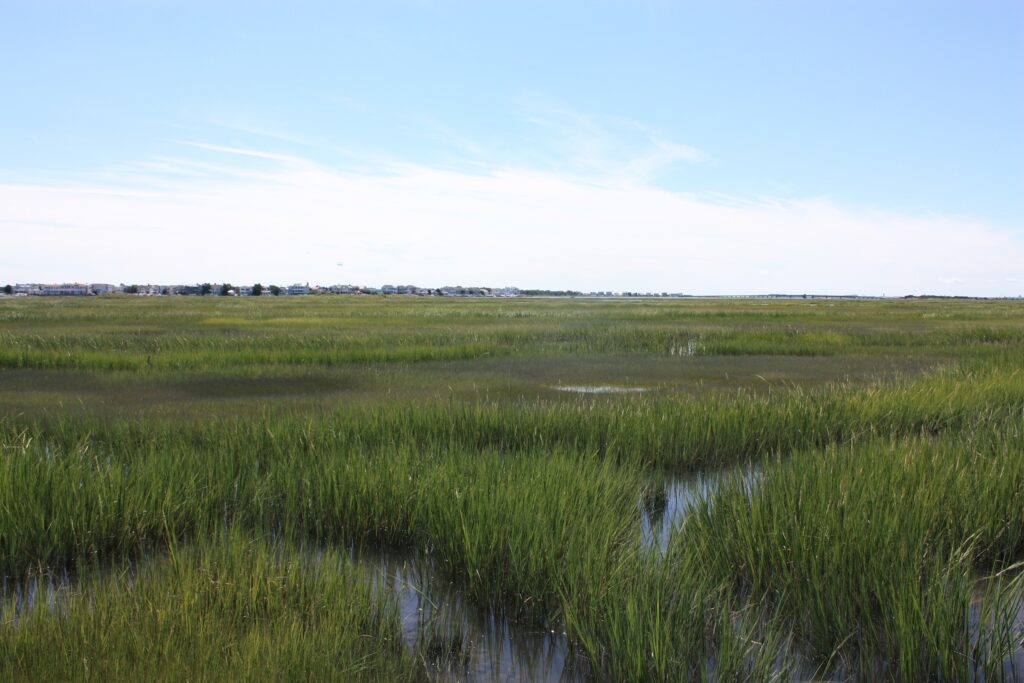 New Jersey coastal wetlands