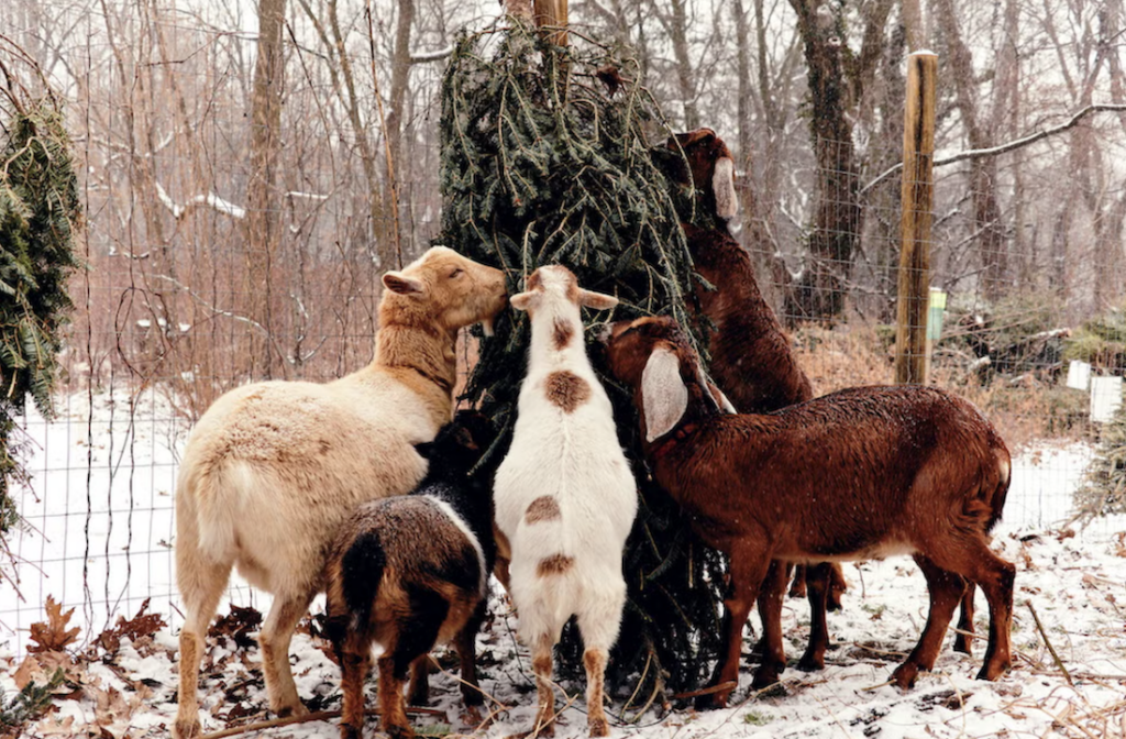 philly-goat-project-christmas-tree-recycling-121825 Goats snack on a Christmas tree at The Farm at Awbury Arboretum in Philadelphia's Germantown neighborhood