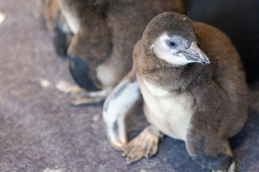01 02 2026 k paynter adventure aquarium penguin chicks-3 an African penguin