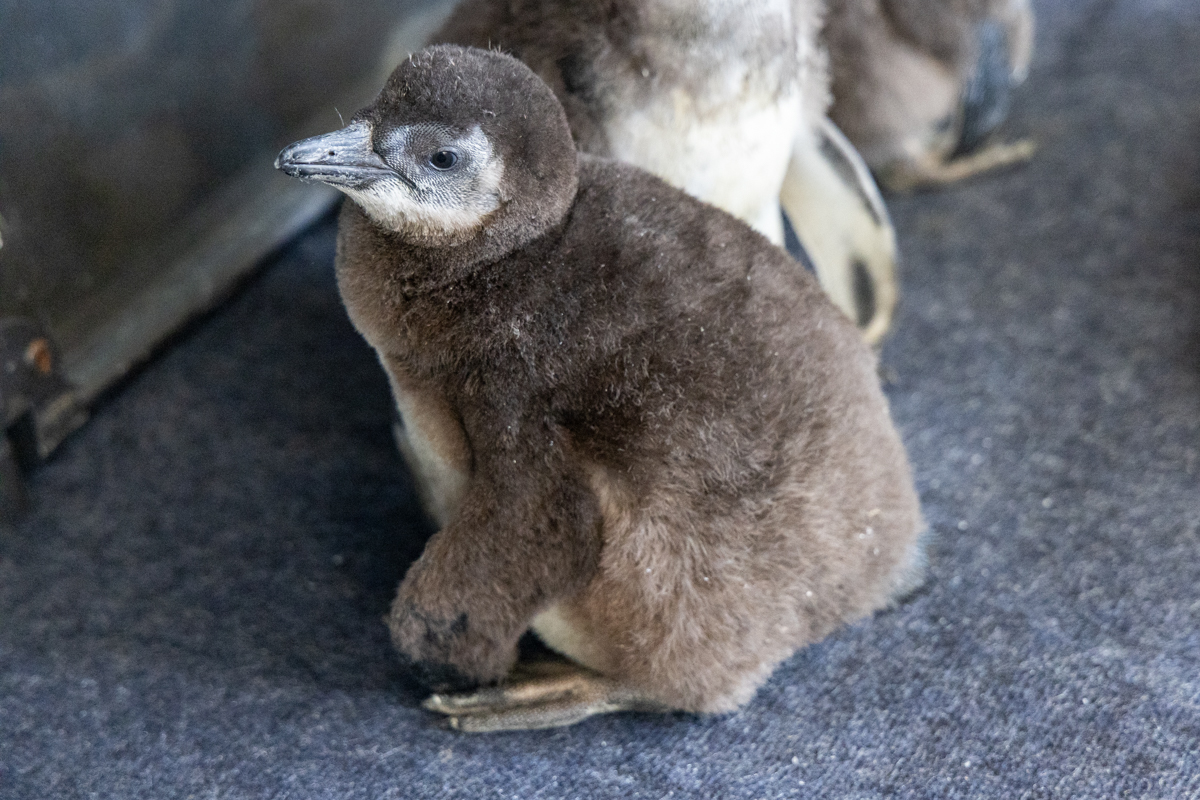 an African penguin