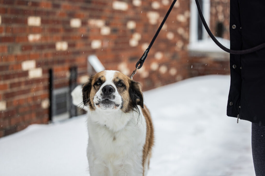 01 25 2026 k paynter sunday afternoon snow -2 Cooper the dog enjoys the snow in Fishtown, Philadelphia, Jan. 25, 2026