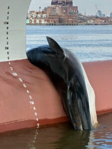 A dead whale is draped over the bow of a ship sitting at a dock in the river