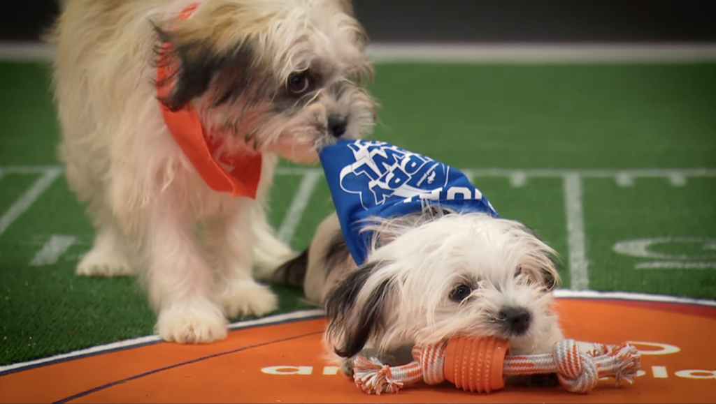 puppy-bowl-2026-WBD Two puppies are seen ''competing'' in the Puppy Bowl