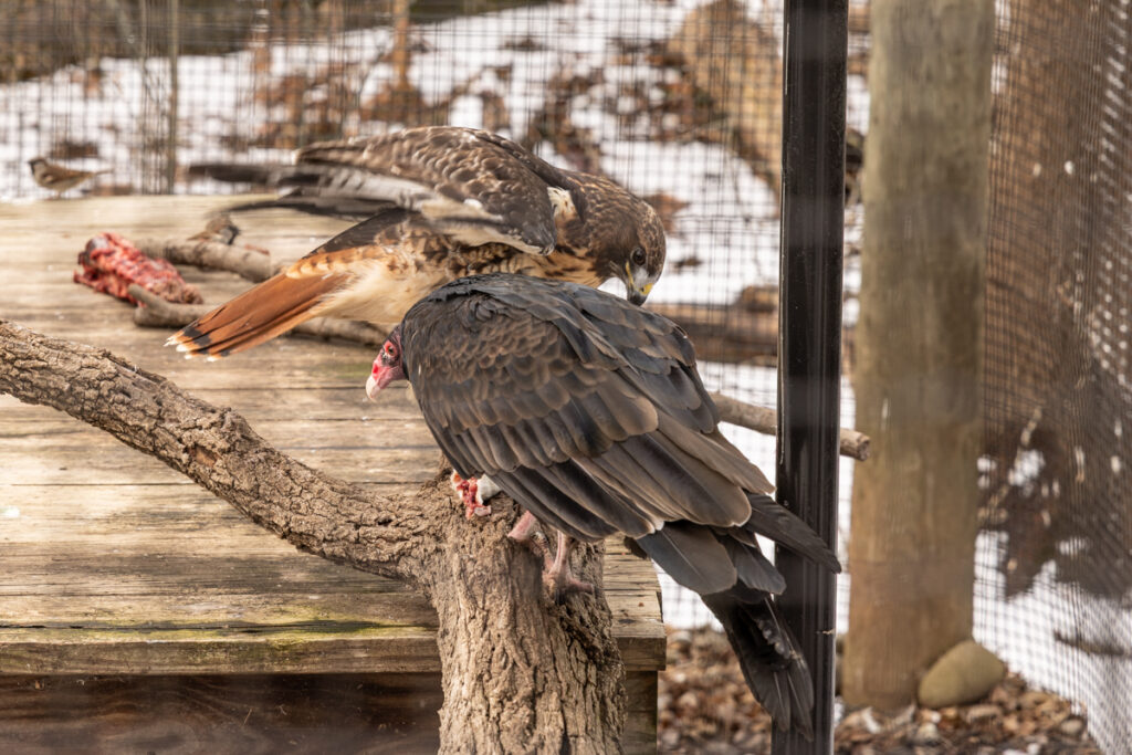 02 12 2026 k paynter odd couple birds elmwood park zoo norristown pa-3 Stan, a 20-year-old female turkey vulture (front), and Hunter, a 22-year-old female red-tailed hawk (back) at the Elmwood Park Zoo in Norristown, Pa.