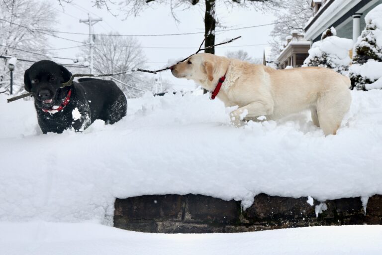 Two dogs playing in the snow after a huge snowstorm in Moorestown, New Jersey