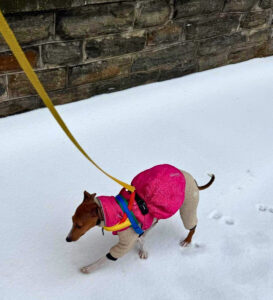 Gabe Dell’s Italian greyhound, Vinny. (Photo Courtesy of Dell)