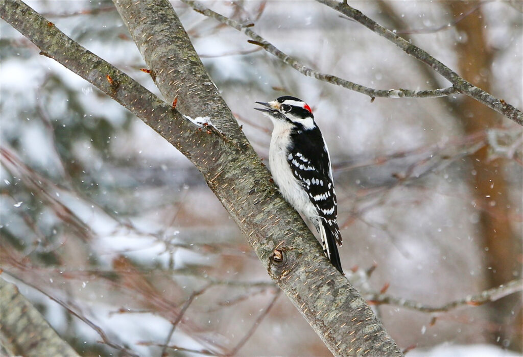 Aud_APA-2015_Downy-Woodpecker_278425_Photo-Elizabeth-Jaffin (2) A Downy Woodpecker