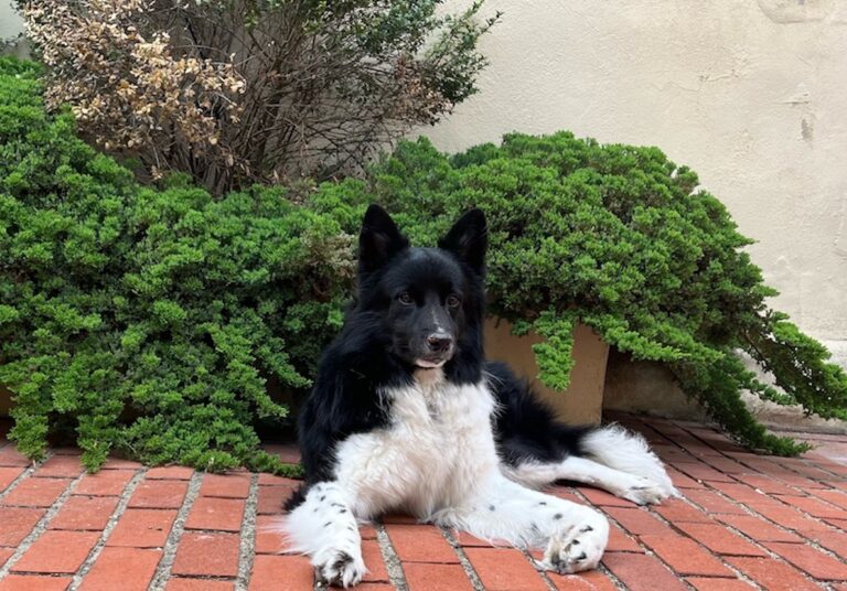 Laszlo, a four year old Samoyed mix. (Courtesy of Angela and Karl Wagner)